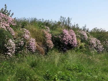 Thrift at Poldhu Cove, Lizard, Cornwall