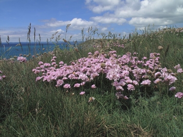 Thrift or Sea Pink (Armeria maritima subsp. maritima)