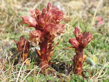 Thyme Broomrape or Red Broomrape (Orobanche alba)