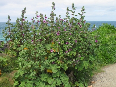 Tree-mallow (Malva arborea formerly Lavatera arborea)