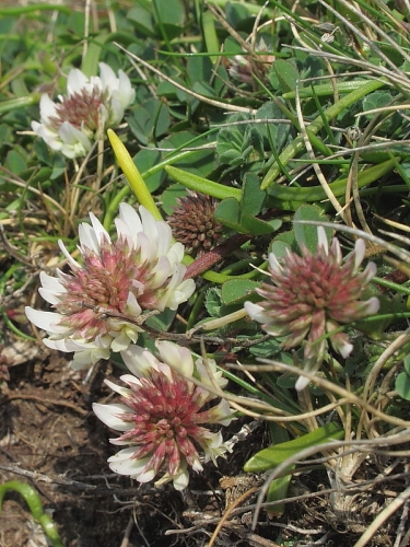 Western Clover (Trifolium occidentale)