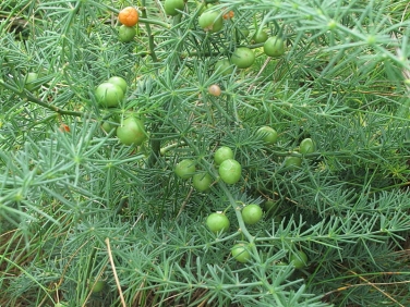 Wild Asparagus (Asparagus officinalis ssp. prostratus)