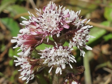 Winter Heliotrope (Petasites fragrans)