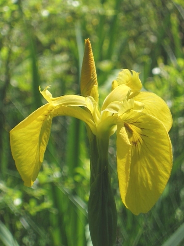 Yellow Iris (Iris pseudacorus)