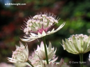 Astrantia (Astrantia major)