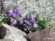 Common Milkwort (Polygala vulgaris) with blue flowers