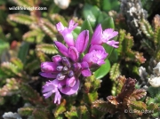 Common Milkwort (Polygala vulgaris) with pink flowers
