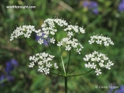 Pignut (Conopodium majus)