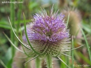 Wild Teasel