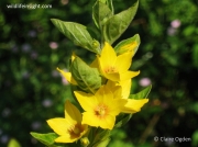 Yellow Loosestrife (Lysimachia vulgaris)