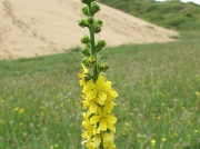 Agrimony