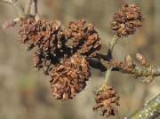 Alder (Alnus glutinosa) - fruit