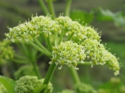 Alexanders (Smyrnium olusatrum)