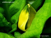 American Skunk-cabbage (Lysichiton americanus)