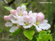 Apple (Malus domestica) blossom