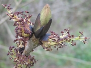 Ash (Fraxinus excelsior)