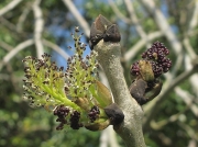 Ash (Fraxinus excelsior)
