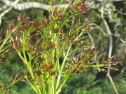 Ash (Fraxinus excelsior)