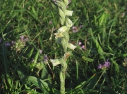 Autumn Lady's-tresses (Spiranthes spiralis)