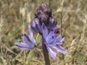 Autumn Squill (Scilla autumnalis)