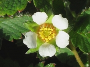 Barren Strawberry
