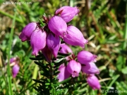 Bell Heather (Erica cinerea)