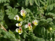 Bird's-foot (Ornithopus perpusillus)