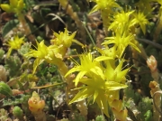 Biting Stonecrop (Sedum acre)