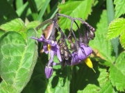 Bittersweet or Woody Nightshade (Solanum dulcamara)