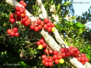 Black Bryony (Tamus communis) fruit