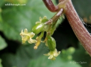 Black Bryony (Tamus communis) - female flowers