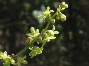 Black Bryony (Tamus communis) - male flowers