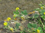 Black Medick (Medicago lupulina)
