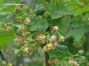 Black Currant (Ribes nigrum)