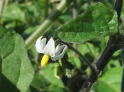 Black Nightshade (Solanum nigrum)
