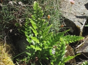 Black Spleenwort
