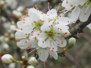 Blackthorn (Prunus spinosa)