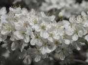Blackthorn (Prunus spinosa)