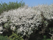 Blackthorn (Prunus spinosa)