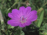 Bloody Crane's-bill (Geranium sanguineum)