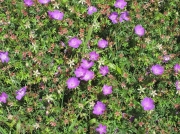 Bloody Crane's-bill (Geranium sanguineum)