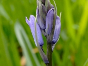 Bluebell (Hyacinthoides non-scripta)