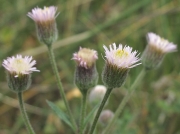 Blue Fleabane (Erigeron acer)