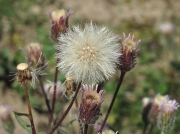 Blue Fleabane - fruit