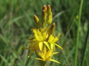 Bog Asphodel (Narthecium ossifragum)