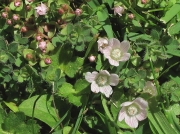 Bog Pimpernel (Anagallis tenella)