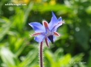 Borage (Borago officinalis)