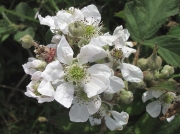 Bramble or Blackberry