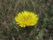 Bristly Oxtongue (Picris echioides)