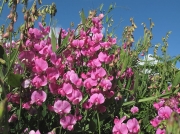 Broad-leaved Everlasting-pea (Lathyrus latifolius)